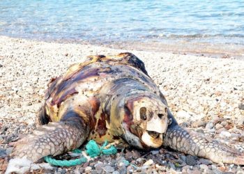 Bodrum ayağa kalktı! Biri daha parçalanmış halde bulundu