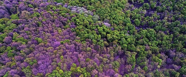 Doğada son 250 senede 571 bitki türü yok oldu