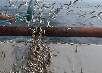 Hamside tehlike çanları çalıyor