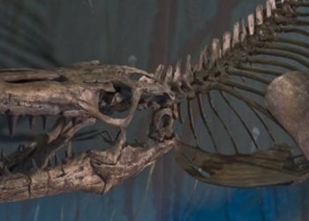 Kanada’da 70 milyon yıllık fosil bulundu