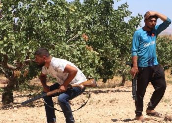 Günlük 1000 TL’ye ‘yeşil altın’ koruyorlar