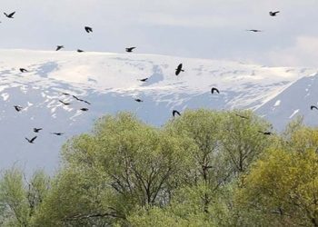 İklim değişikliği kuşların üreme oranlarını etkiliyor