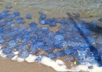 Tatilciler tedirgin oldu: Turistik ilçede denizanası istilası