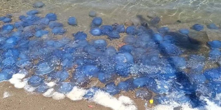 Tatilciler tedirgin oldu: Turistik ilçede denizanası istilası