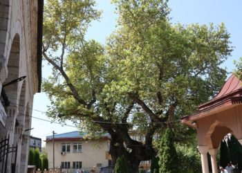 Cami avlusundaki asırlık çınar zamana direniyor