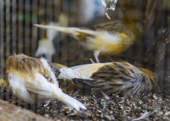 Skandal! Tahliyesi için geldikleri kuşları kediye kaptırdılar