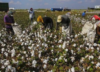 Üretici hayal kırıklığına uğradı: Açıklanan fiyat kurtarmaz